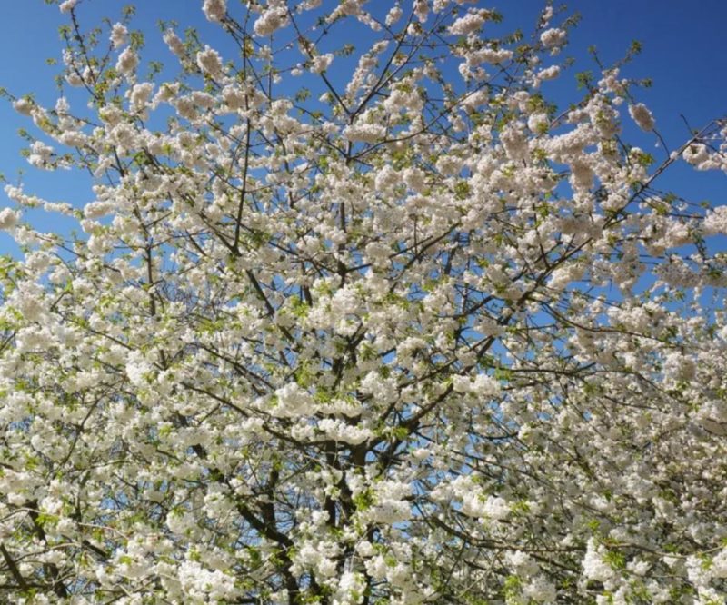 Pink blossom