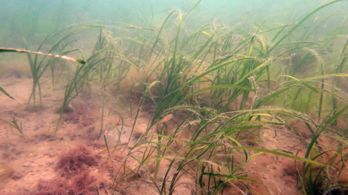 Seagrass bed in Plymouth Sound